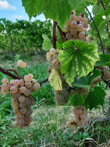 dom wolnostojący, 3 pokoje Bukowska Wola. Zdjęcie 32