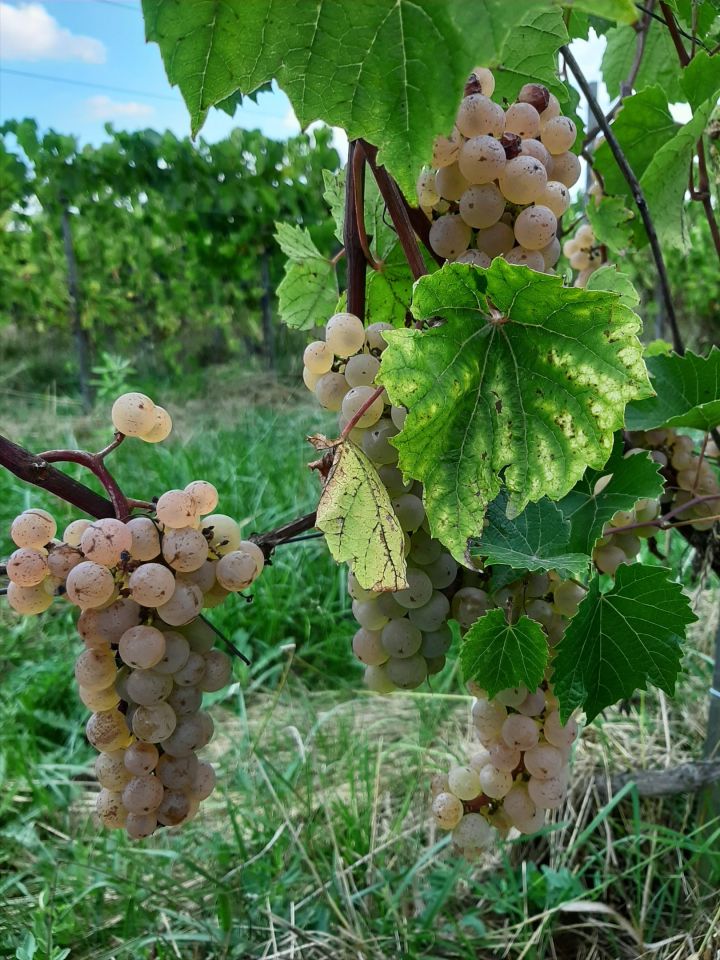 dom wolnostojący, 3 pokoje Bukowska Wola. Zdjęcie 32