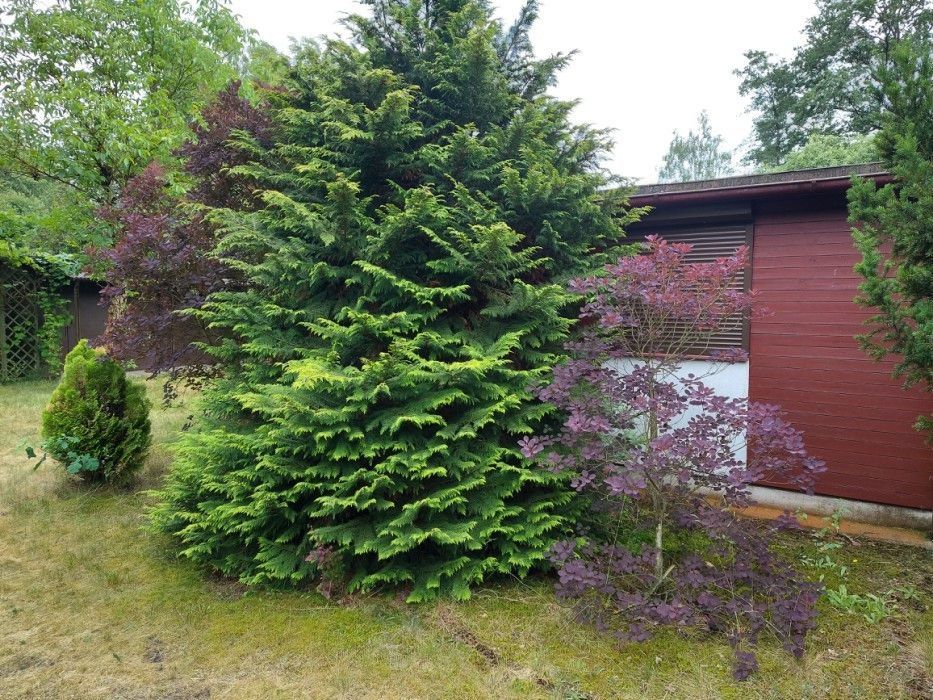 Działka budowlana Drużbice. Zdjęcie 3