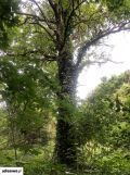 Działka budowlana Strumiany, ul. Spacerowa. Zdjęcie 4