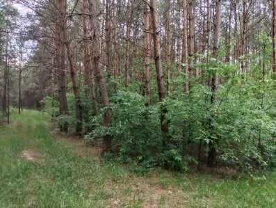 Działka rolno-budowlana Huta. Zdjęcie 1