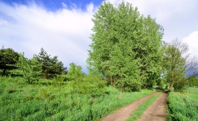 Działka rolna Łapka. Zdjęcie 6