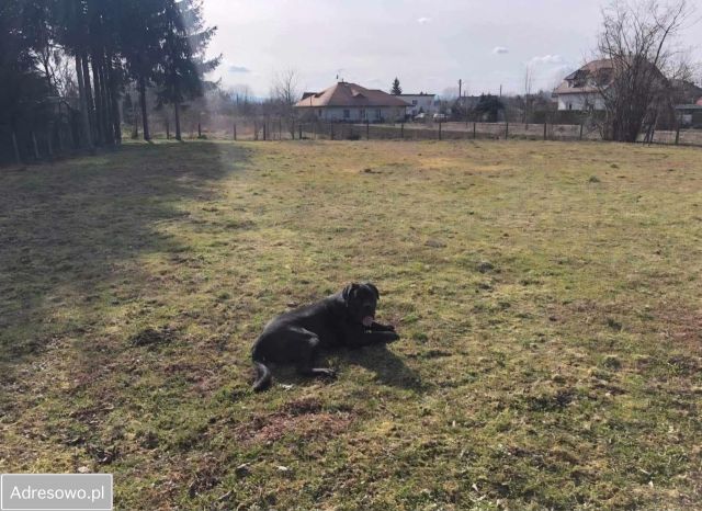 Działka budowlana Nowy Sącz Wólki. Zdjęcie 1