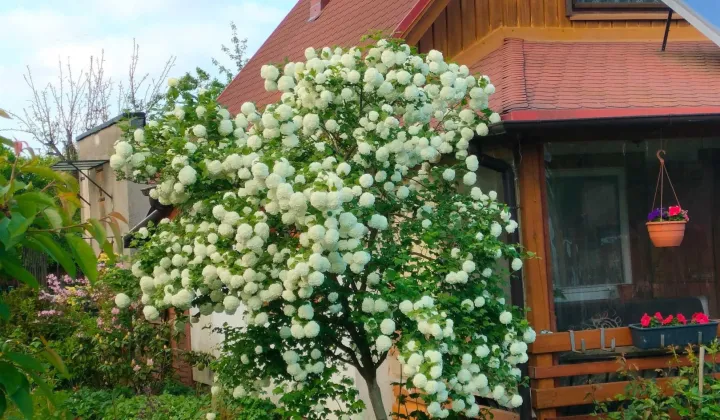 Działka rod Szczecin Pogodno