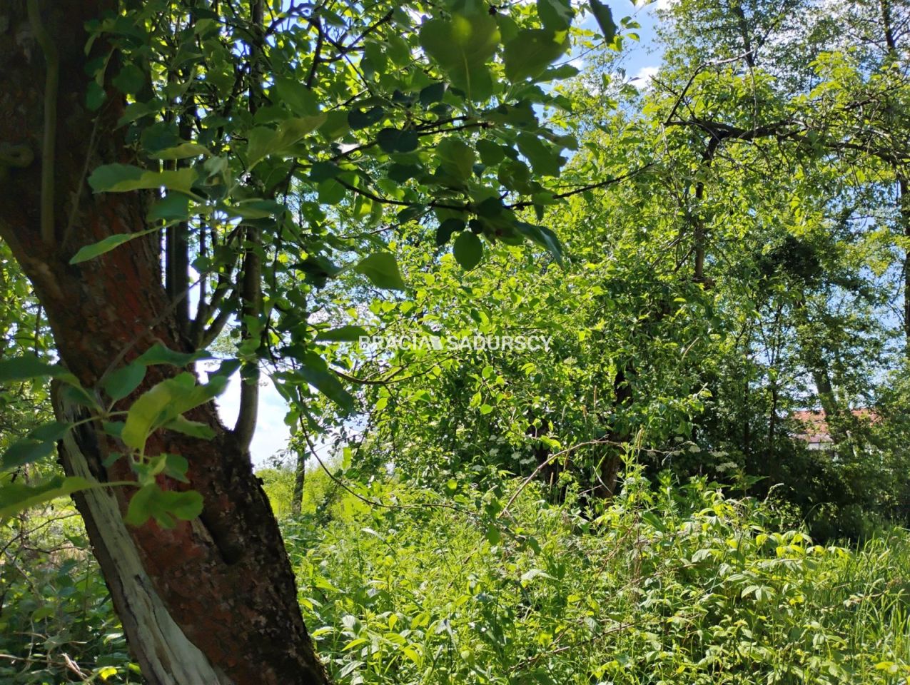 dom wolnostojący, 2 pokoje Kłokoczyn. Zdjęcie 4