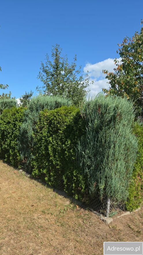 Działka rod Kędzierzyn-Koźle Kuźniczka, ul. Grunwaldzka. Zdjęcie 6