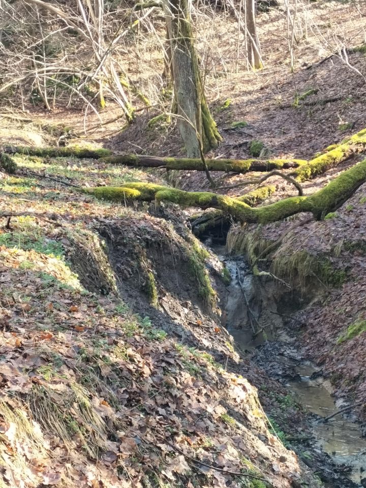 Działka leśna Brzezowa. Zdjęcie 5