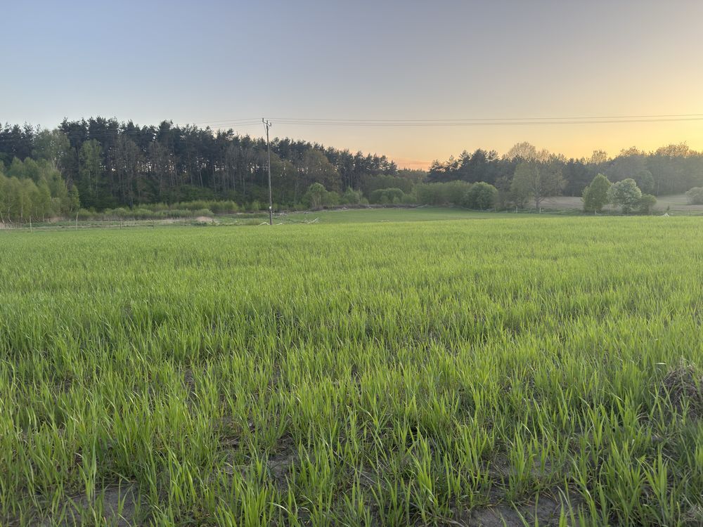 Działka rolno-budowlana Radomyśl. Zdjęcie 8