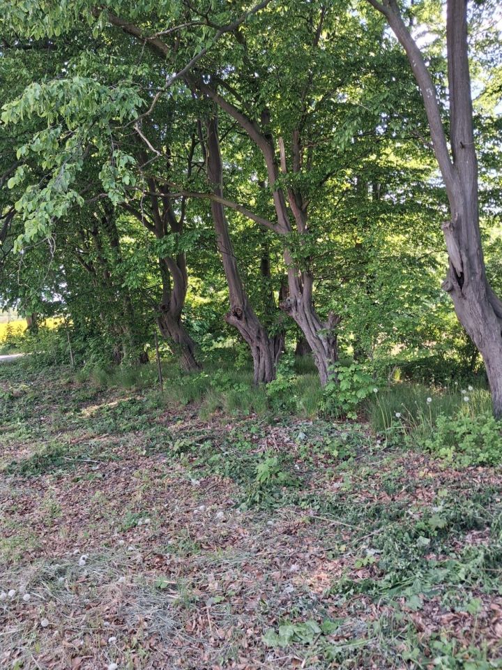 Działka budowlana Zaskocz. Zdjęcie 5