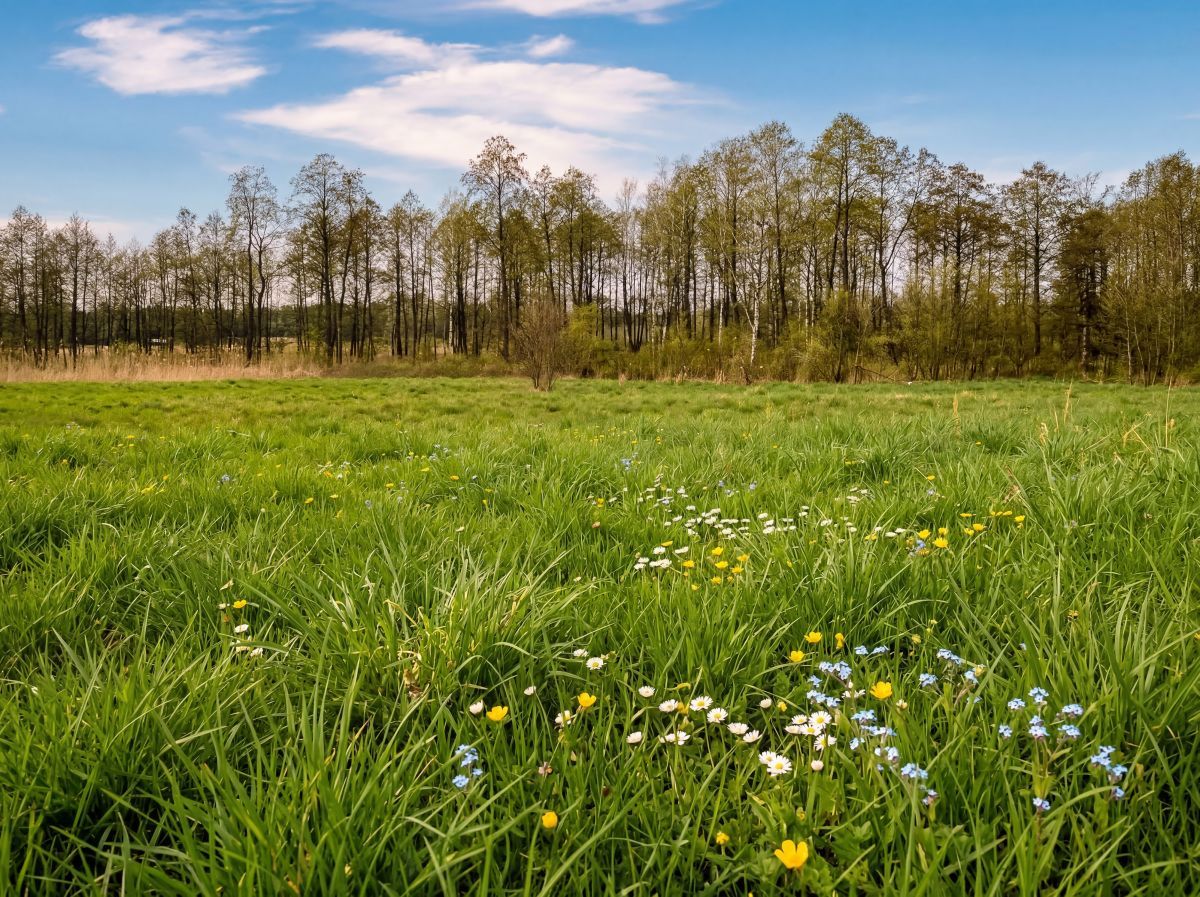 Działka budowlana Skomętno Wielkie. Zdjęcie 3
