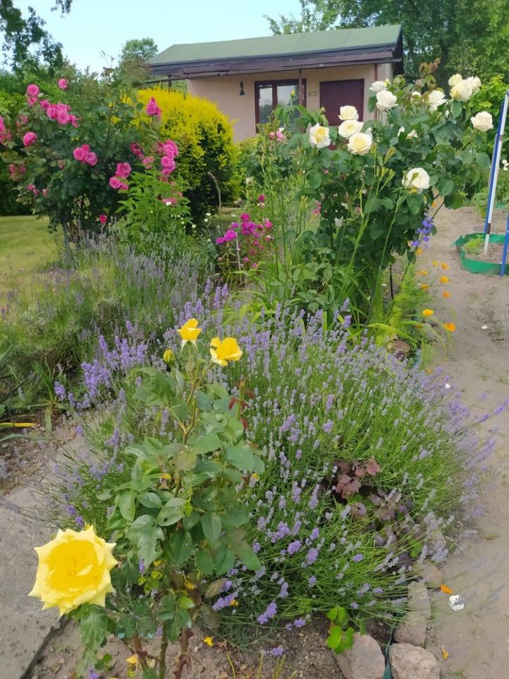 Działka rod Wrocław Psie Pole. Zdjęcie 6