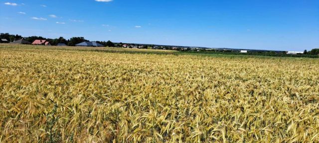 Działka budowlana Prawiedniki. Zdjęcie 1