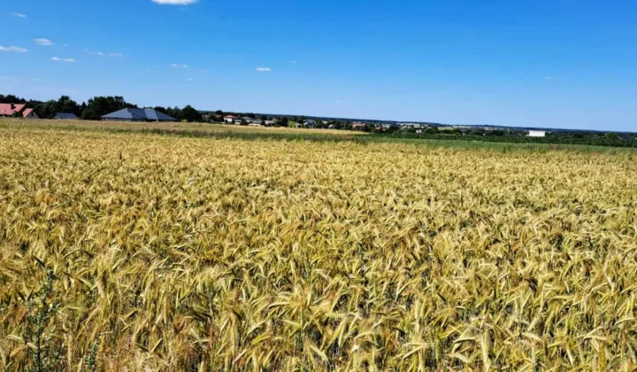 Działka budowlana Prawiedniki