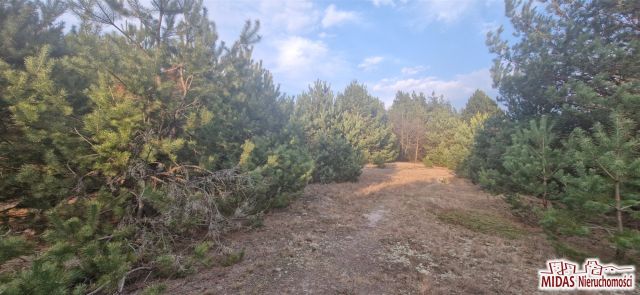 Działka budowlana Kowal. Zdjęcie 5