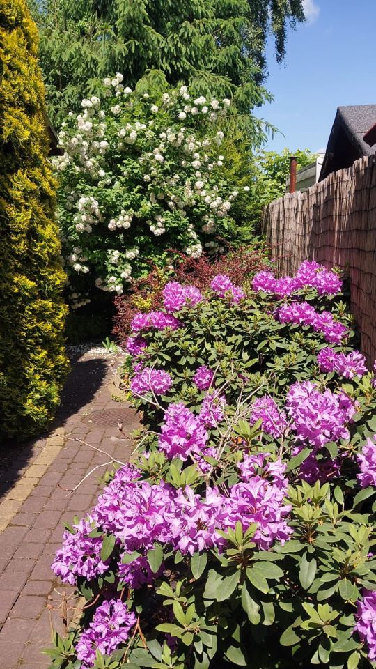 Działka rod Toruń Centrum, ul. Wielki Rów. Zdjęcie 15