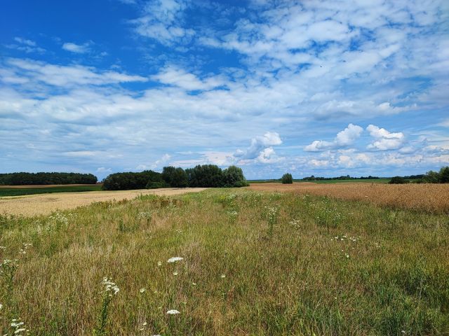 Działka rolno-budowlana Ignatów. Zdjęcie 1