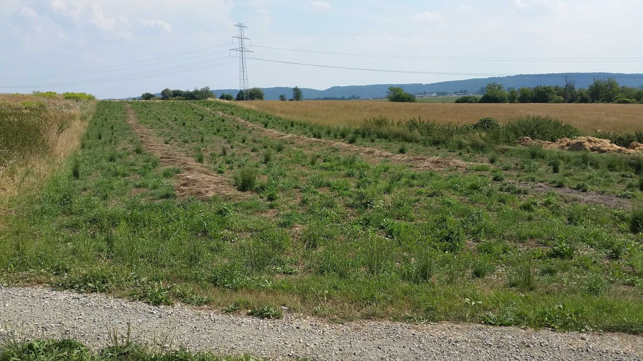 Działka rolna Radwanowice. Zdjęcie 5
