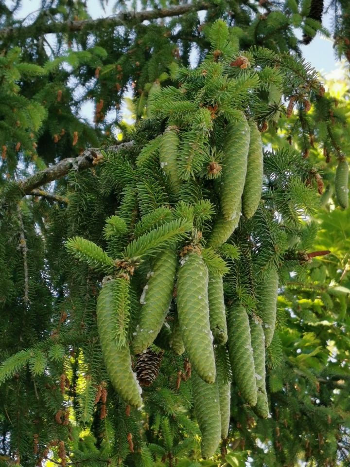 Działka leśna Garbas Drugi. Zdjęcie 2