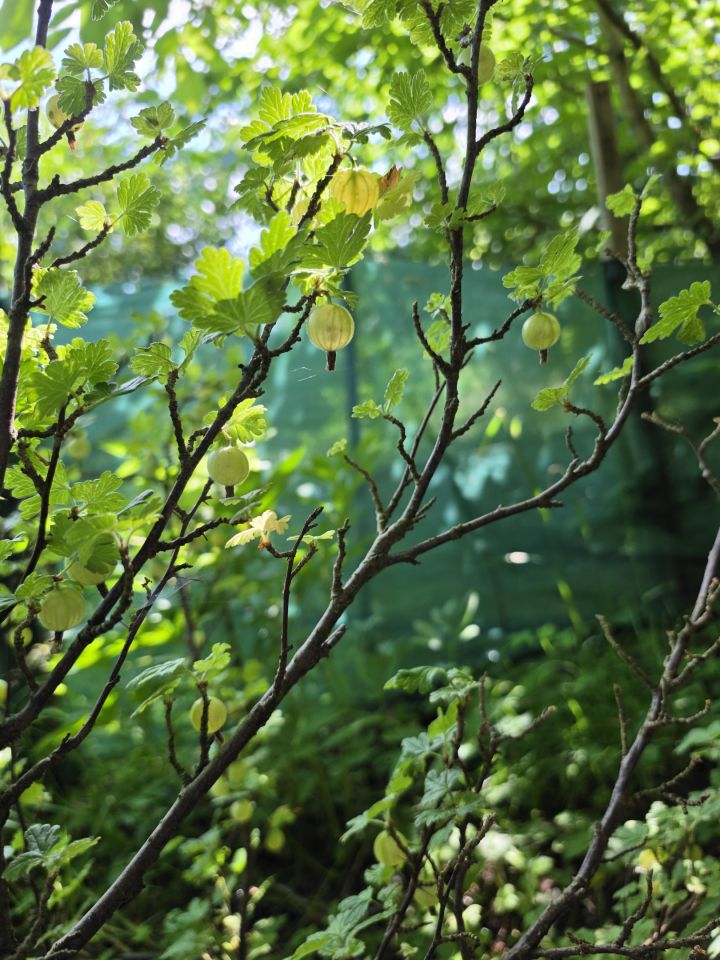 Działka rod Elbląg Bielany, ul. Okrężna. Zdjęcie 12