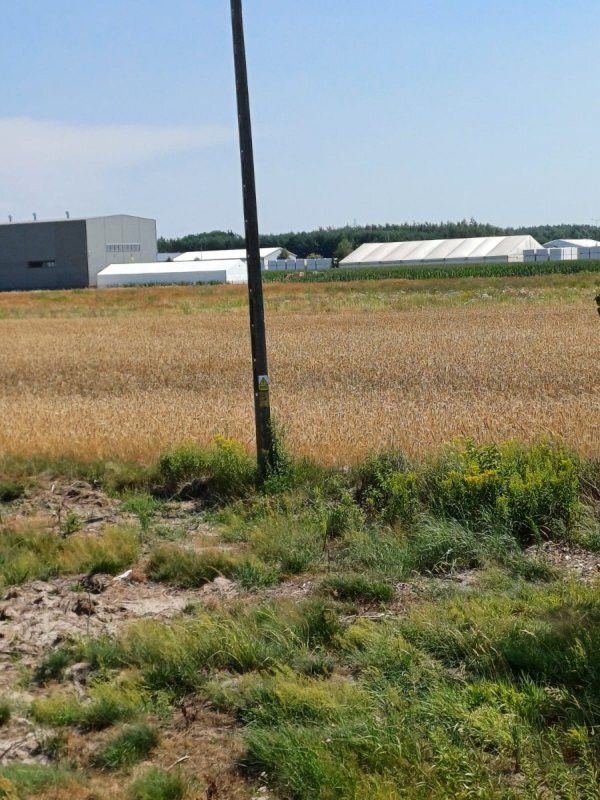 Działka inwestycyjna Paprotnia, ul. Gnatowicka. Zdjęcie 2