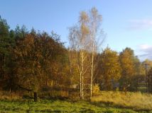 Działka rolna Borowy Młyn. Zdjęcie 2