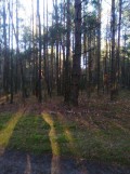 Działka leśna Kozenin. Zdjęcie 3