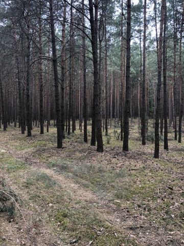 Działka leśna Jonne. Zdjęcie 1