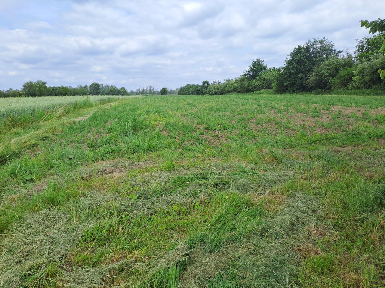 Działka siedliskowa Podłęcze. Zdjęcie 10