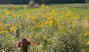 Działka budowlana Niwiska Uwrocie