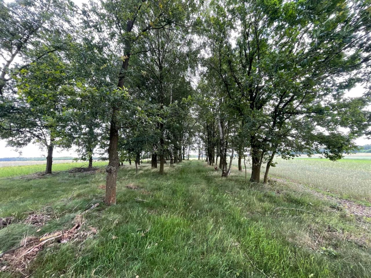 Działka leśna Deszno