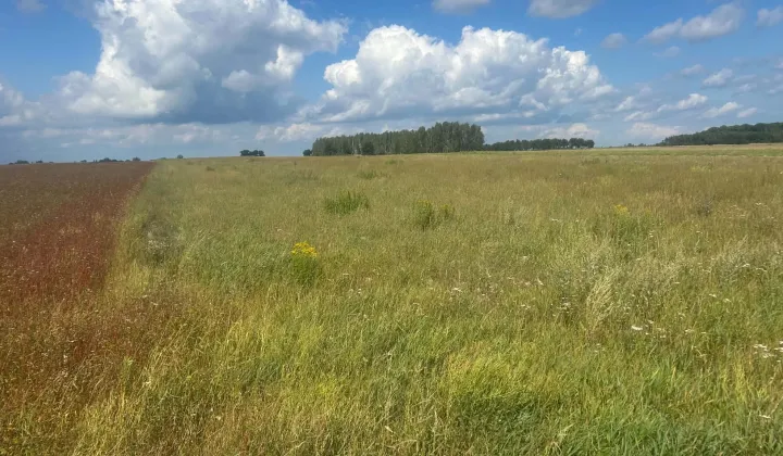 Działka rolna Pałecznica