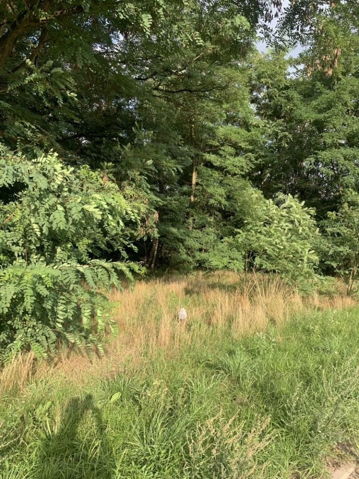 Działka budowlana Huta Dłutowska. Zdjęcie 7