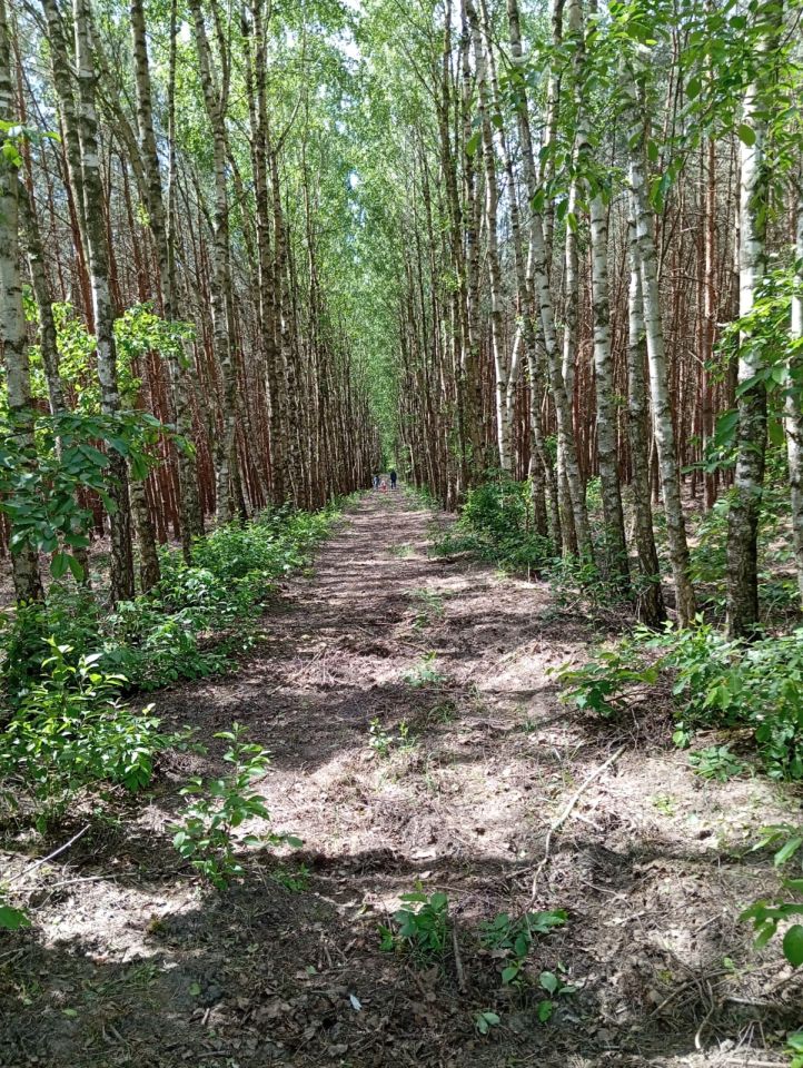 Działka rolno-budowlana Kazimierzów. Zdjęcie 2