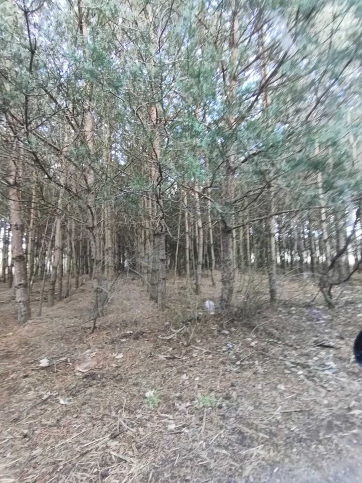 Działka leśna Wilczkowo. Zdjęcie 4