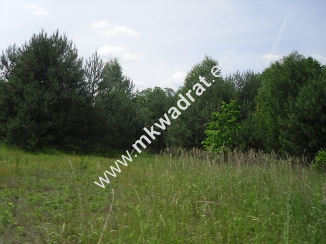 Działka siedliskowa Wola Pękoszewska. Zdjęcie 6
