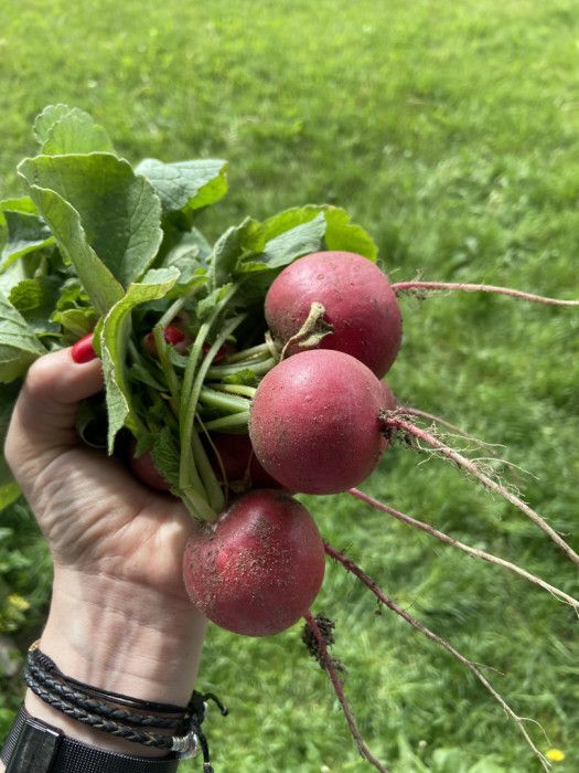 Działka rod Gdańsk Klukowo. Zdjęcie 4
