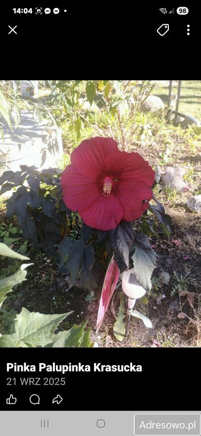 Działka rod Warszawa Wawer. Zdjęcie 3