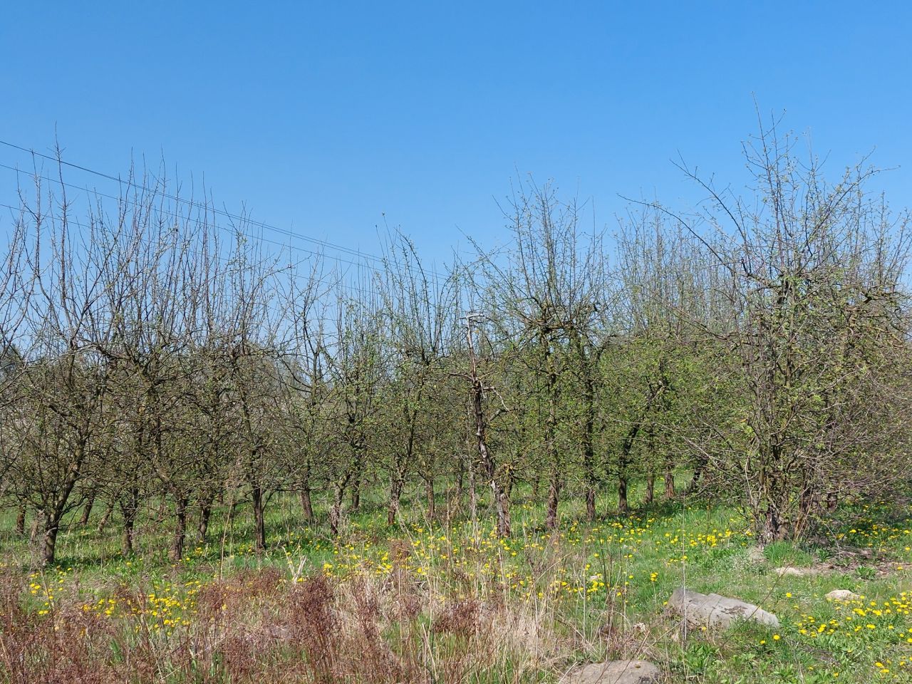 Działka siedliskowa Suszeniec, ul. Graniczna. Zdjęcie 6