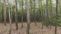Działka leśna Łódź Feliksin, ul. Ziemiańska. Zdjęcie 1