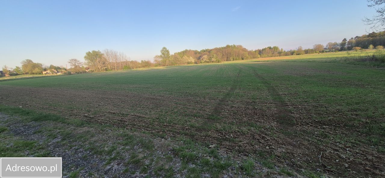 Działka rolna Wielichowo. Zdjęcie 2