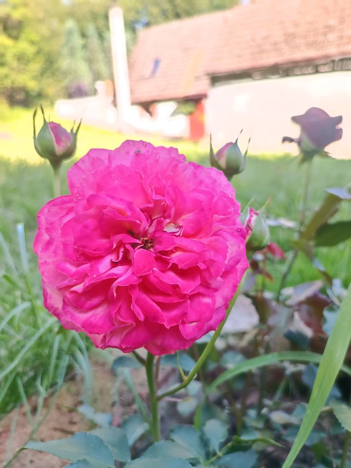 dom wolnostojący, 5 pokoi Komarno, Komarno. Zdjęcie 17
