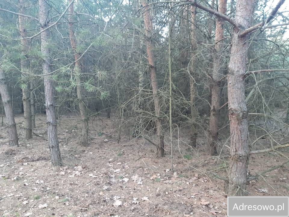 Działka leśna Dębno. Zdjęcie 4