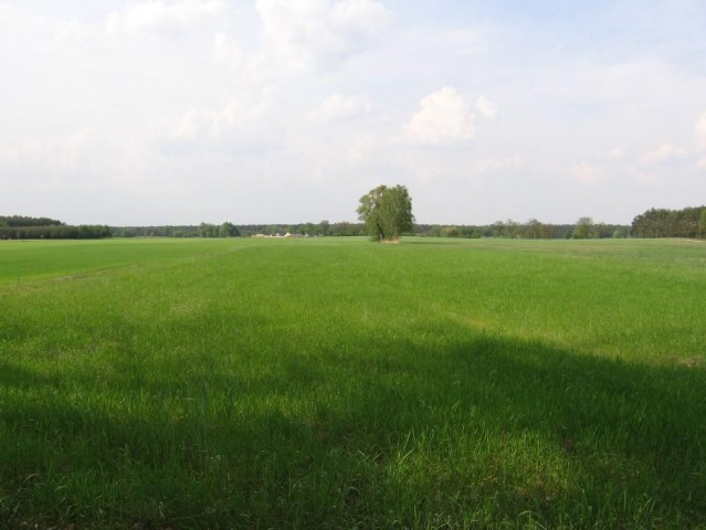 Działka rolna Niemojewo. Zdjęcie 1