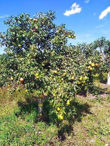 Działka rolno-budowlana Bolimowska Wieś. Zdjęcie 11