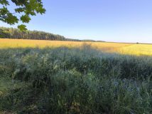 Działka budowlana Radzewice. Zdjęcie 4