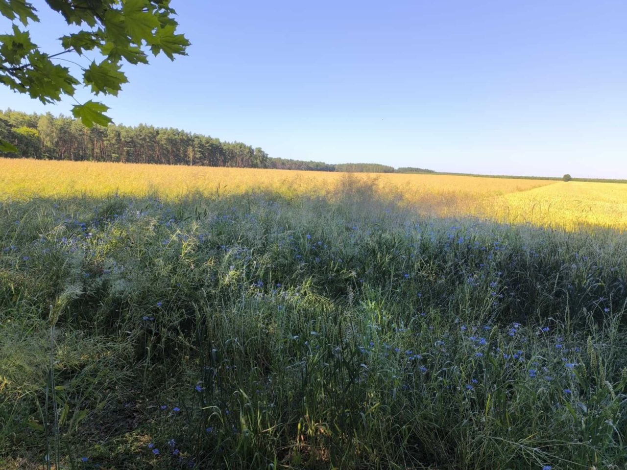 Działka budowlana Radzewice. Zdjęcie 5