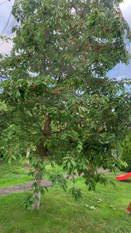 Działka rod Szczecin Zdroje, ul. Polarna. Zdjęcie 3