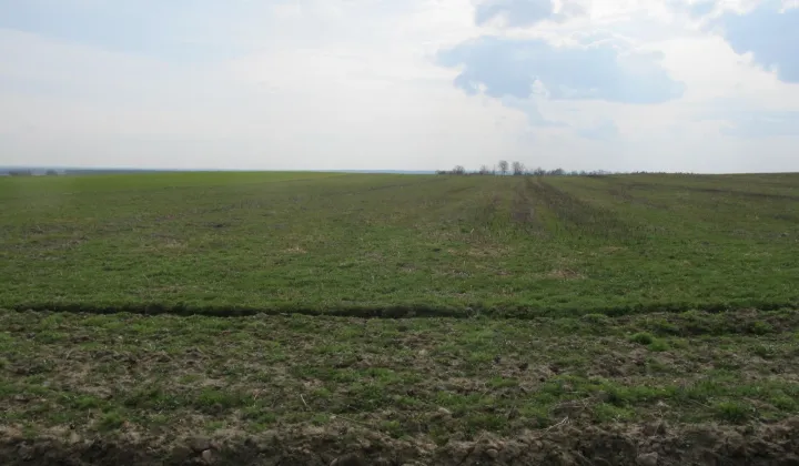 Działka rolna Gaworzyce, brak