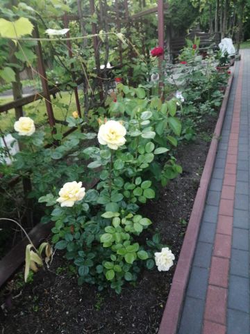 Działka rod Iława, ul. Podleśna. Zdjęcie 2