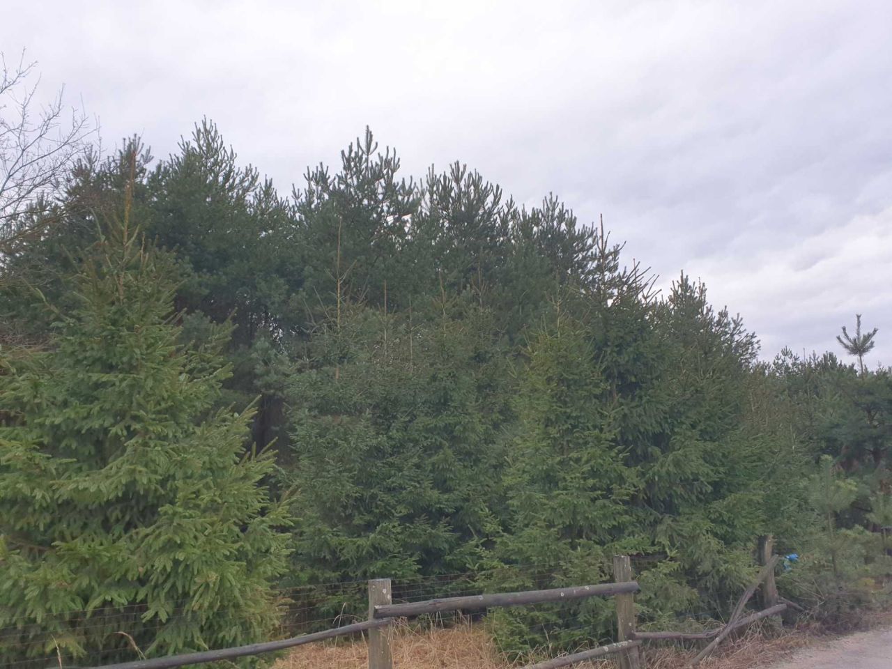 Działka budowlana Ostrowina. Zdjęcie 2